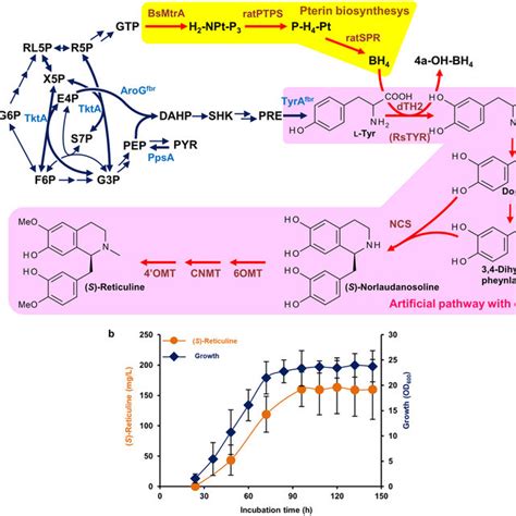 Alternative Platform For Benzylisoquinoline Alkaloid BIA Biosynthesis