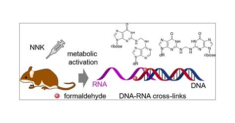 Identification Of Formaldehyde Induced Dnarna Cross Links In The A J