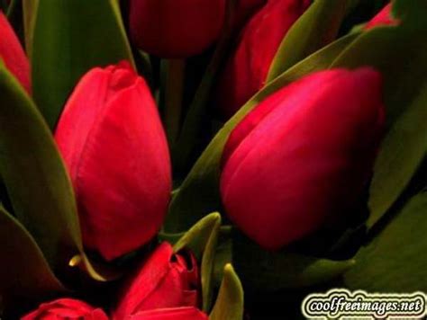 50 Beautiful Flowers Images and Comments - Coolfreeimages.net