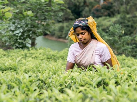 Teepflückerin Foto And Bild Erwachsene Menschen Asia Sri Lanka Bilder