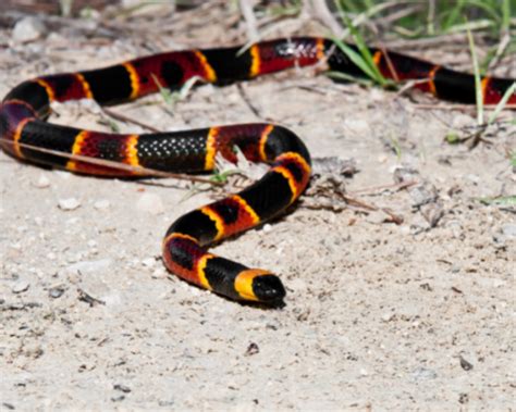 La Serpiente Coralillo