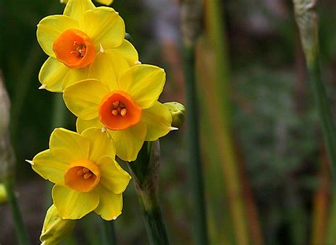 Romantic Flowers: Narcissus Flower