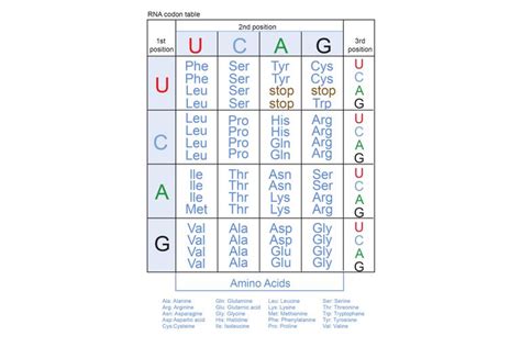 Genetic Code And Rna Codon Table