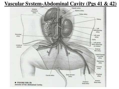 Ppt Fetal Pig Dissection Review Powerpoint Presentation Free