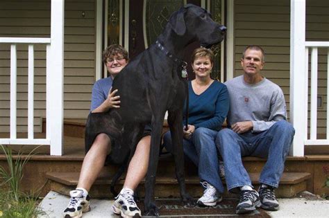 Zeus, who was once the tallest dog. Died 2014 : HumanForScale