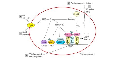 Influencing Factorsinducing Thermogenesis In The Bat A B Cold