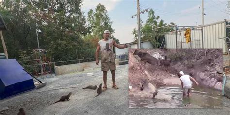 Frank Cuesta Es Atacado Brutalmente Por Un Ciervo En Su Santuario