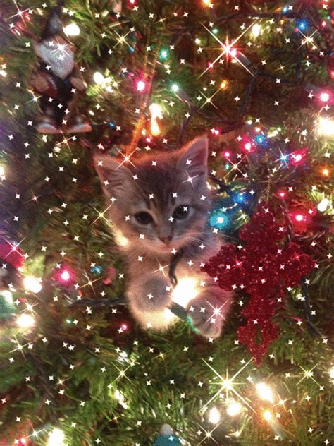 Christmas Cat IceGif