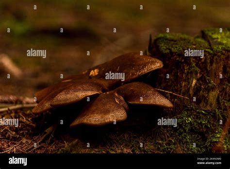 Root Mushroom In Spruce And Pine Tree Forest In Summer Hot Wet Day Stock Photo Alamy