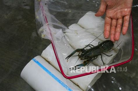 Potensi Ekspor Lobster Air Tawar Republika Online