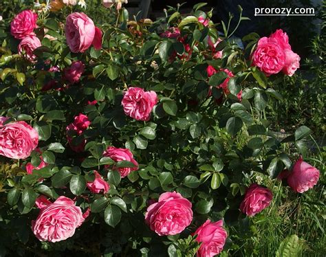 Роза Леонардо Фото И Описание – Telegraph