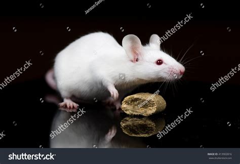 White Mouse Scientific Research Stock Photo 413902816 | Shutterstock