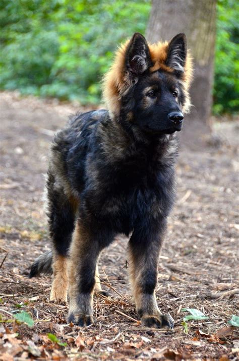 Long Haired German Shepherd Puppies Florida | German Shepherd Puppies