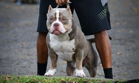 AMERICAN BULLY BREEDINGS: THE BEST POCKET BULLY PUPPIES FOR SALE | by ...