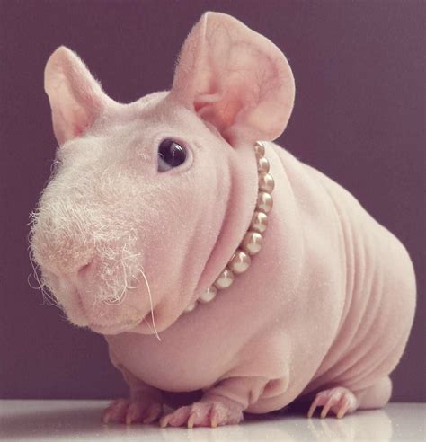 Naked Guinea Pig Poses With His Favorite Food Artofit