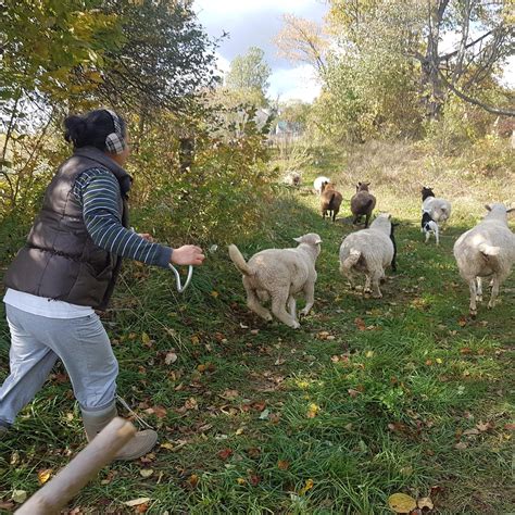 From Veggie CSA to Pastured Sheep: Farming for the Long Haul - EFAO