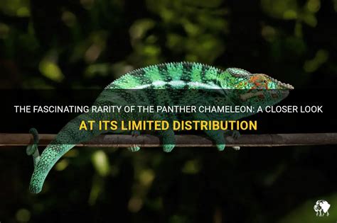 The Fascinating Rarity Of The Panther Chameleon: A Closer Look At Its ...