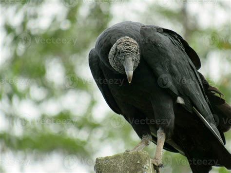 Urubu Preto Nome Cientifico Coragyps Atratus Black Vulture