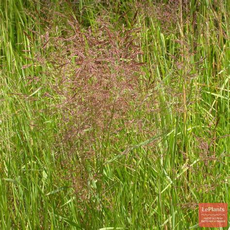 Полевица побегоносная (Agrostis stolonifera) — описание, выращивание ...