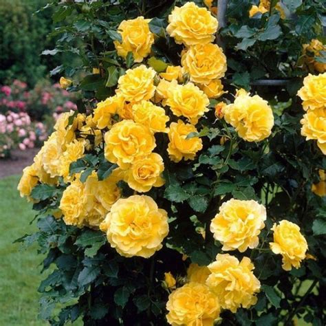 Роза плетистая Голден Шауерс - купить с доставкой по выгодным ценам в ...