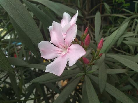 Infinix Hot S3 Review Gadgets 360