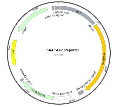 AAT promoter Luc荧光素酶报告基因质粒 AAT promoter Luciferase Reporter Plasmid