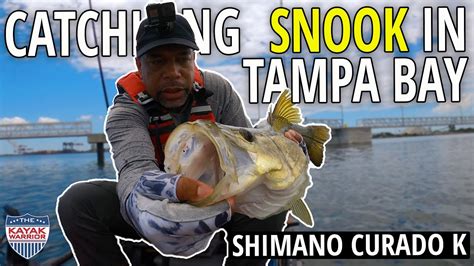 Tampa Bay Snook Fishing With Z Man Diesel Minnow And Jerk Shad Youtube