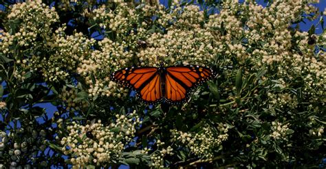 The Secret in the Spots on Monarch Butterflies’ Wings | The Sun Bulletin