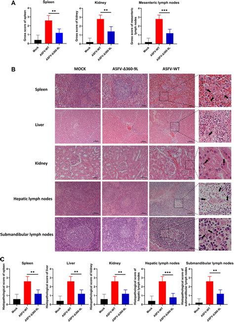 Deletion Of Mgf L Reduces The Pathogenicity Of Asfv A Gross