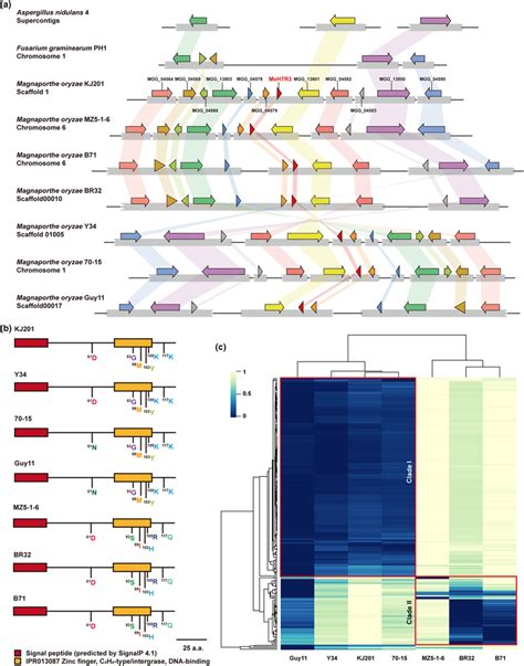 MoHTR3 Is A Magnaporthe Oryzaespecific Effector Gene A Comparative