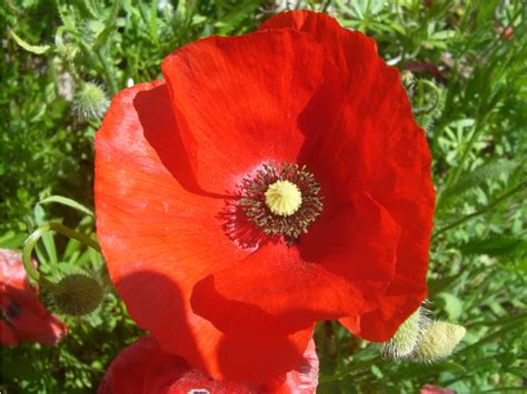 Papaver rhoeas - Corn Poppy, Field Poppy | World of Flowering Plants