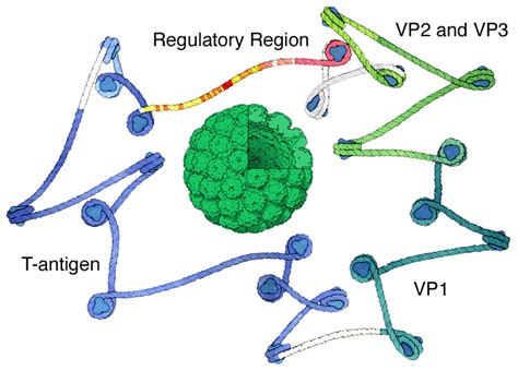 Pdb 101 Molecule Of The Month Simian Virus 40