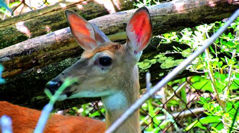 Backyard Birding....and Nature: Whitetail Deer Camouflage