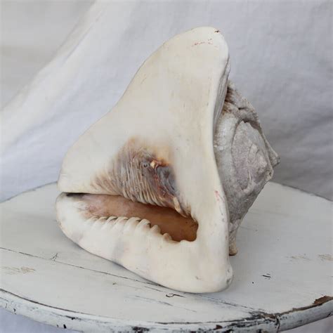 atlantic tiger conch shell nora murphy country house