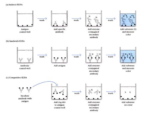 elisa实验原理图 千图网