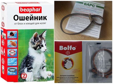 Ошейник от блох и клещей для кошек: как правильно выбрать - Kot-Pes