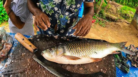 Excellent Carp Fish Cutting Live Sri Lanka Incredible Big Gold Carp