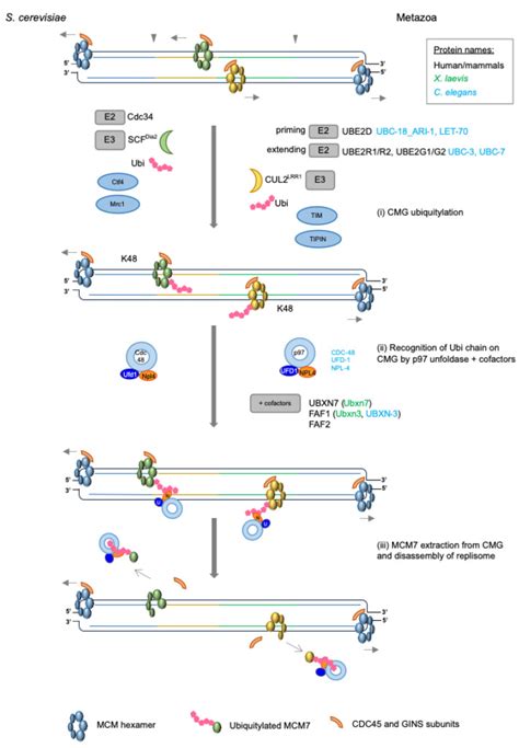 A Decade Of Discovery Eukaryotic Replisome Disassembly At Replication