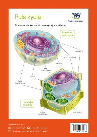 Page 36 Puls życia 5 biologia podręcznik