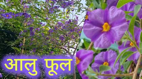 आल फल नय फल Blue Potato Bush Grow Care Lycianthes Rantonnetii