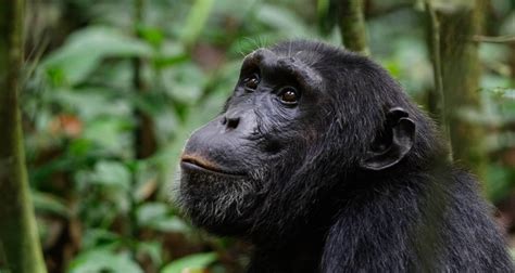 10 Days Uganda Ultimate Primate Safari Uganda Safaris Tours Uganda