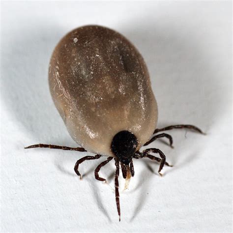 Tick Control Guide Protect Your Home Health Dailypest