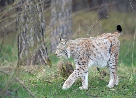 Domesticated Lynx