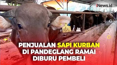 Jelang Idul Adha Penjualan Sapi Kurban Di Pandeglang Mulai Ramai