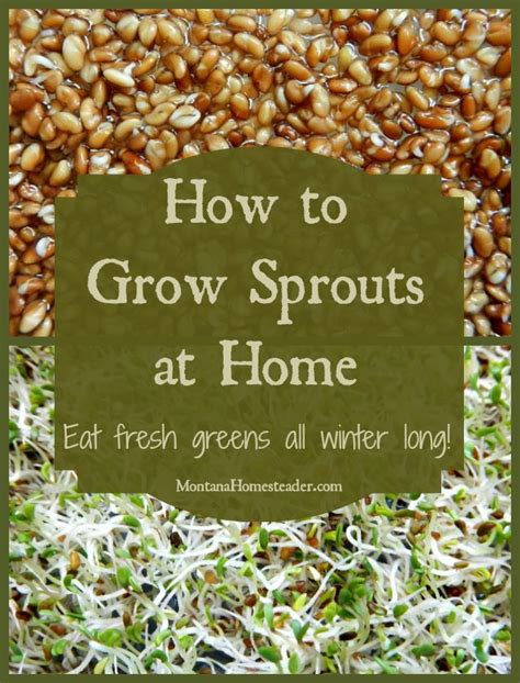 How To Grow Sprouts At Home