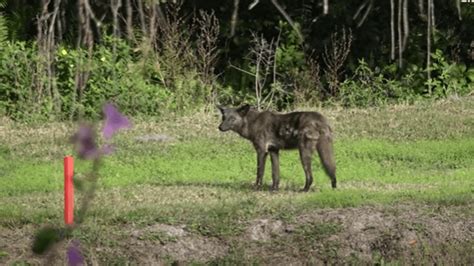 'It's concerning': Uptick in coyote sightings across Palm Beach County