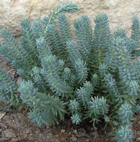 Blue spruce groundcover sedum live plant – Artofit