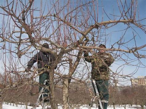 Как привить грушу весной пошагово: особенности и способы прививки ...