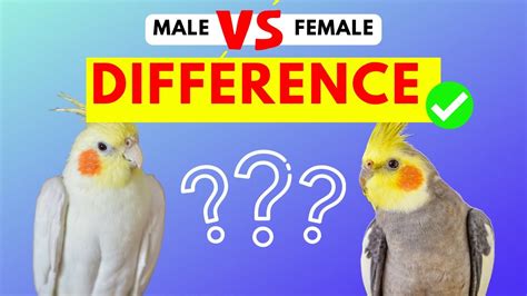 Cockatiel Male And Female Difference Easiest Ways To Identify