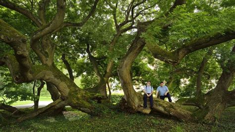 Le Palmarès 2017 Des Plus Beaux Arbres De France